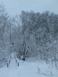 Bare trees on snow covered landscape