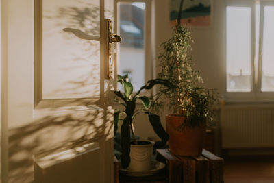 Potted plants at home during sunset 