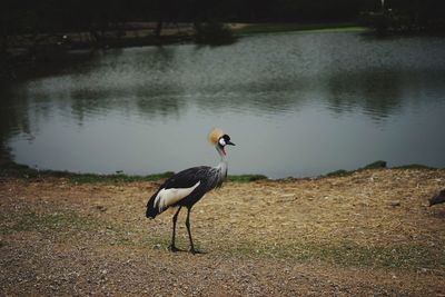 Gray heron by lake