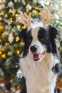 Funny puppy dog border collie wearing christmas deer horns near christmas tree at home indoors