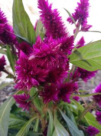 Close-up of pink flowering plant