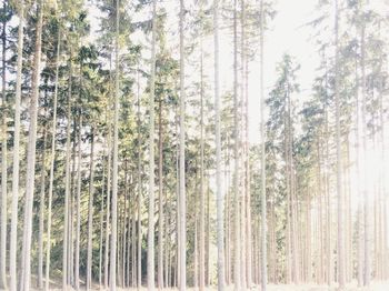 Pine trees in forest during winter