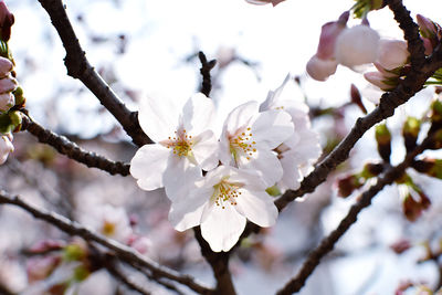 Close-up of white cherry blossoms in spring