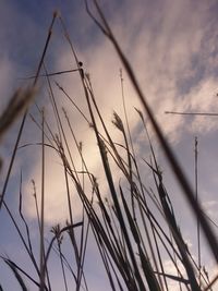 Low angle view of plants against sky