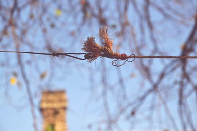 Close-up of wilted plant against sky