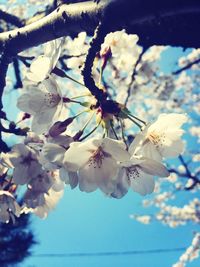 Low angle view of white flowers blooming on tree