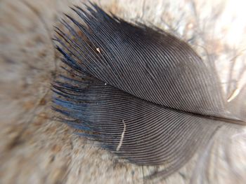 Close-up of feather