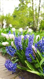 Close-up of purple flowers blooming