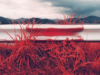 Close-up of wheat growing on field