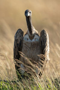 African white-backed vulture eyeing camera in grass