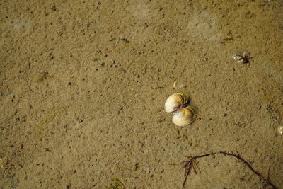 High angle view of shell on sand