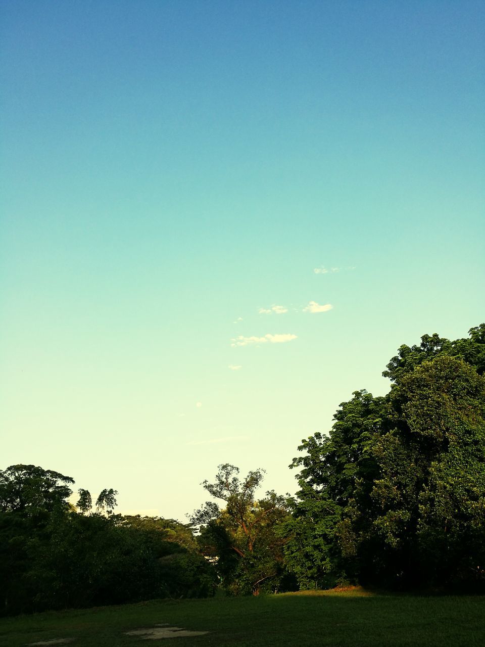 blue, tree, sky, clear sky, no people, outdoors, growth, nature, day, beauty in nature