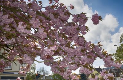 Low angle view of pink flowers blooming on tree