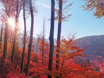 Sunlight streaming through trees in forest during autumn