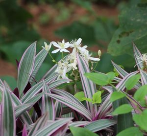 Close-up of flowering plant