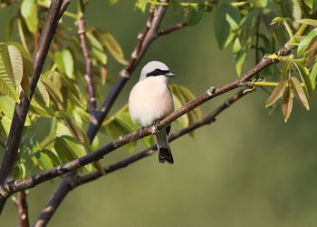 Bird perching on a branch