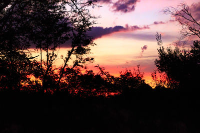Silhouette trees against sky during sunset