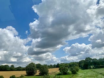 Trees on field against sky