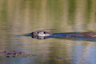 The otter swimming on the drava river