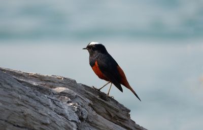 Close-up of bird perching on rock