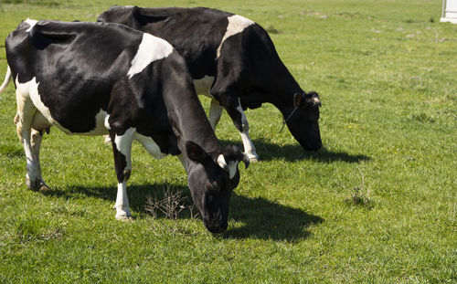 Cows in a field