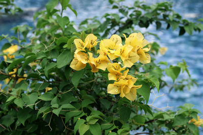 Close-up of yellow flowering plant