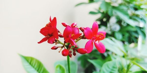 Close-up of red flowering plant