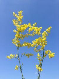 Low angle view of yellow flowering tree against blue sky