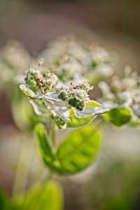 Close-up of white flowering plant