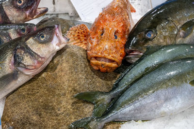 A red scorpionfish and other fish for sale at a market in lisbon, portugal