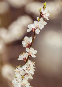 Close-up of cherry blossoms in spring