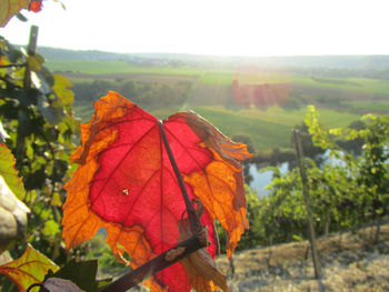 Close-up of maple leaves against sky