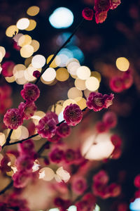 Close-up of pink flowering plants at night