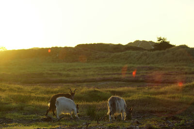 Dogs on field against sky during sunset