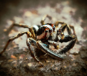 Close-up of spider