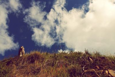 Scenic view of field against cloudy sky