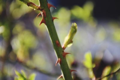 Close-up of lizard on plant