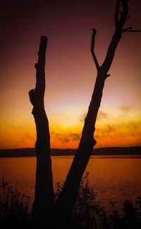 Silhouette tree against sky during sunset