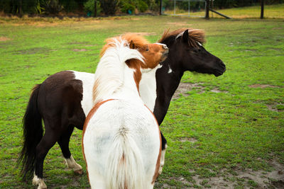 View of a horse on field