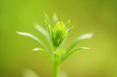 Close-up of plant