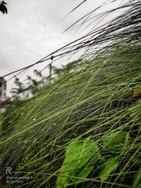 Close-up of raindrops on grass