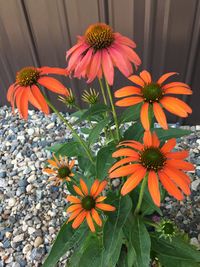 High angle view of orange flowering plant