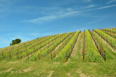 Scenic view of vineyard against sky