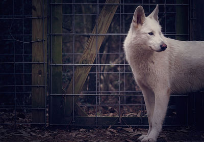 View of a wolf dog looking away