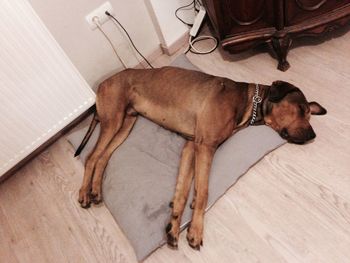 High angle view of dog sitting at home