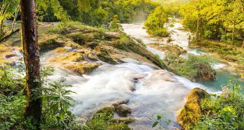 Stream flowing through rocks in forest