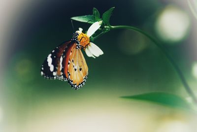 Close-up of butterfly pollinating flower