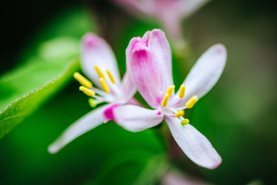 Close-up of pink flowering plant