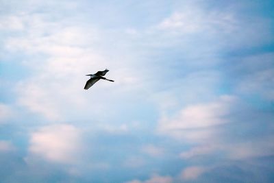 Low angle view of bird flying against sky