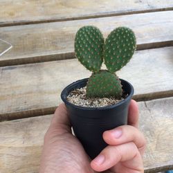 Close-up of hand holding cactus